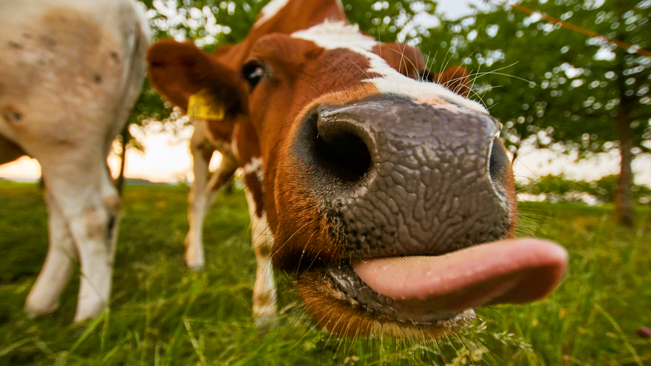 Fun entertainment and internet memes